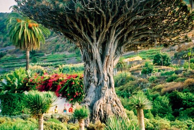 Teide-Icod-Garachico-Masca (Most popular bus tour in Tenerife) - Timing reality: how to make 30-minute stops feel worth it