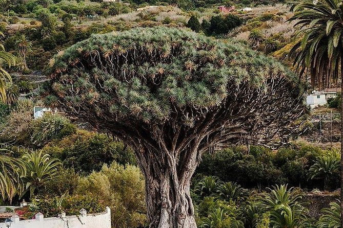 Teide-Icod-Garachico-Masca (Most popular bus tour in Tenerife) - Price and included value: what $78.10 really buys