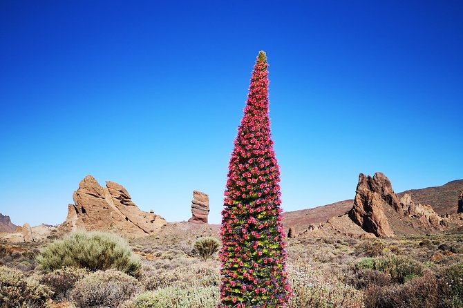 Teide National Park for smaller groups - Stop 4: Paradores Cañadas del Teide + Roques de García (the main event)