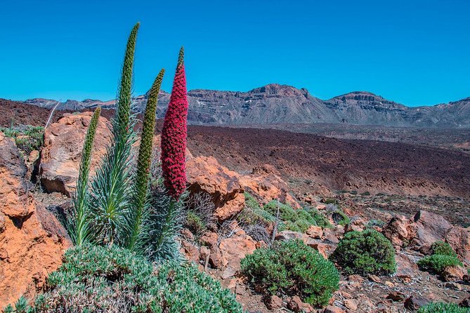 Teide National Park Half Day Tour with Hotel Pick up - Getting Up Toward Mt Teide: what to expect near Spain’s highest peak