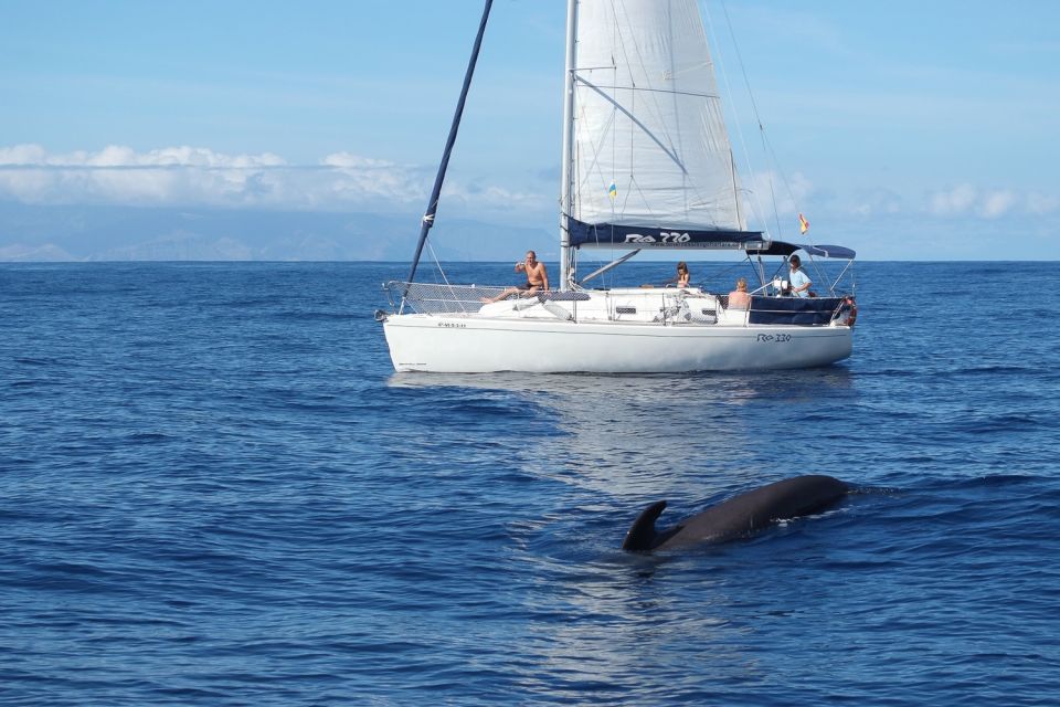 Tenerife: 3 &-6 Hour Private Whale & Dolphin Watching - Your private sailing yacht day starts at Puerto Colón, dock 2
