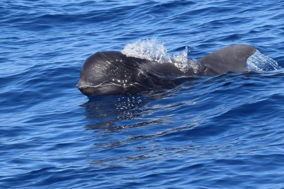 Tenerife: 3 &-6 Hour Private Whale & Dolphin Watching - Sonar isn’t a gimmick here—it changes how you watch