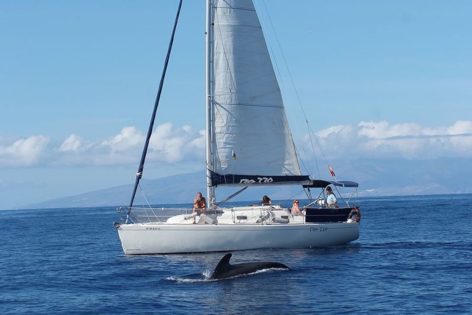 Tenerife: 3 &-6 Hour Private Whale & Dolphin Watching - Swimming and snorkeling: the clear-water reward