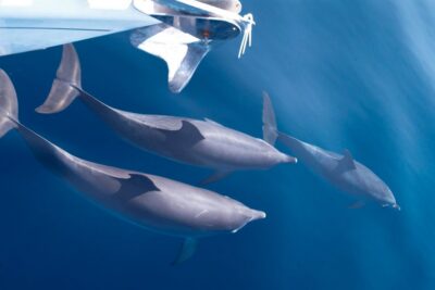 Tenerife: 3 &-6 Hour Private Whale & Dolphin Watching - What the cruising time feels like along Tenerife’s south coast