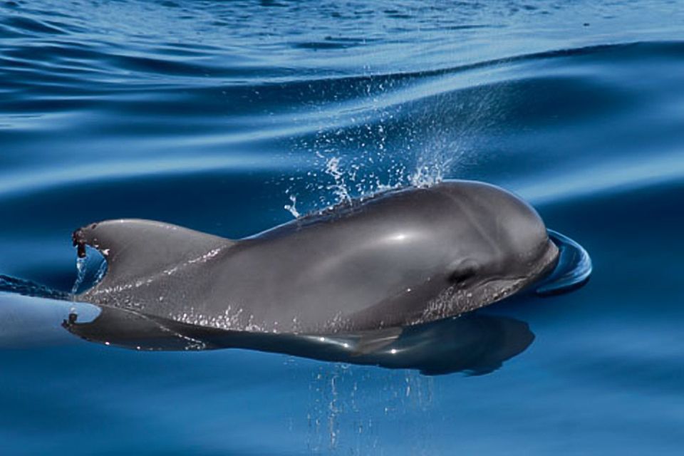 Tenerife: 3 &-6 Hour Private Whale & Dolphin Watching - Should you book? My practical take