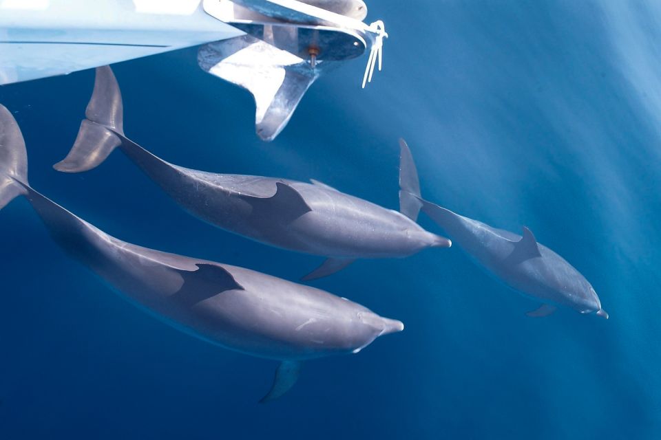 Tenerife: 3 &-6 Hour Private Whale & Dolphin Watching - What the cruising time feels like along Tenerife’s south coast