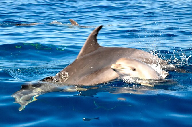Tenerife 3-Hour Discover Whales and Dolphins - Crew energy: why names like Salvador and Giana matter
