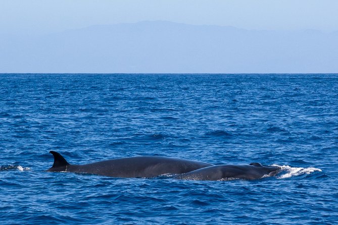 Tenerife 3-Hour Discover Whales and Dolphins - Price and value: is $70.68 worth it?