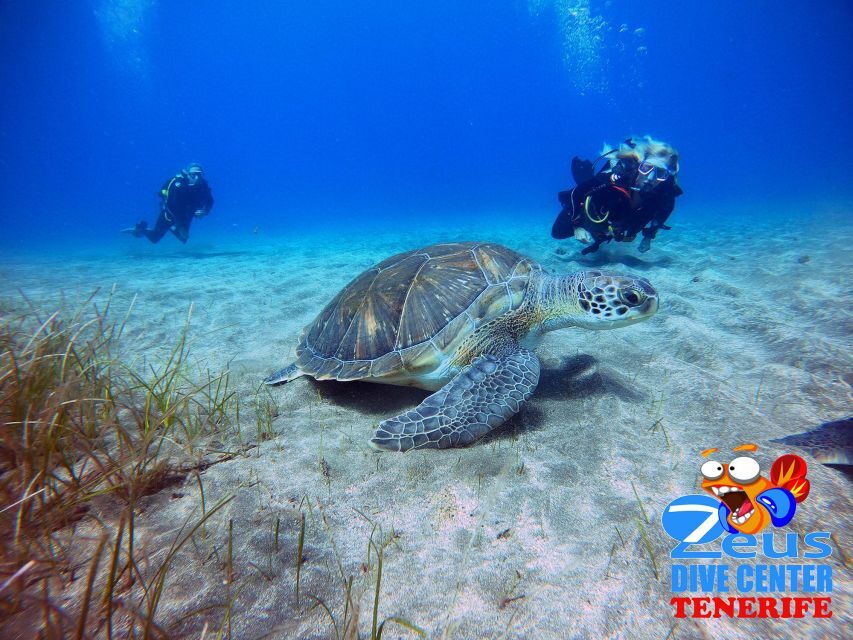 Tenerife: Abades Beach Beginner Diving Experience - Key things to know before you go