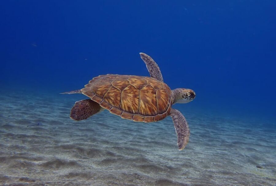 Tenerife: Abades Beach Beginner Diving Experience - Abades Beach: Why this protected bay is ideal for beginners