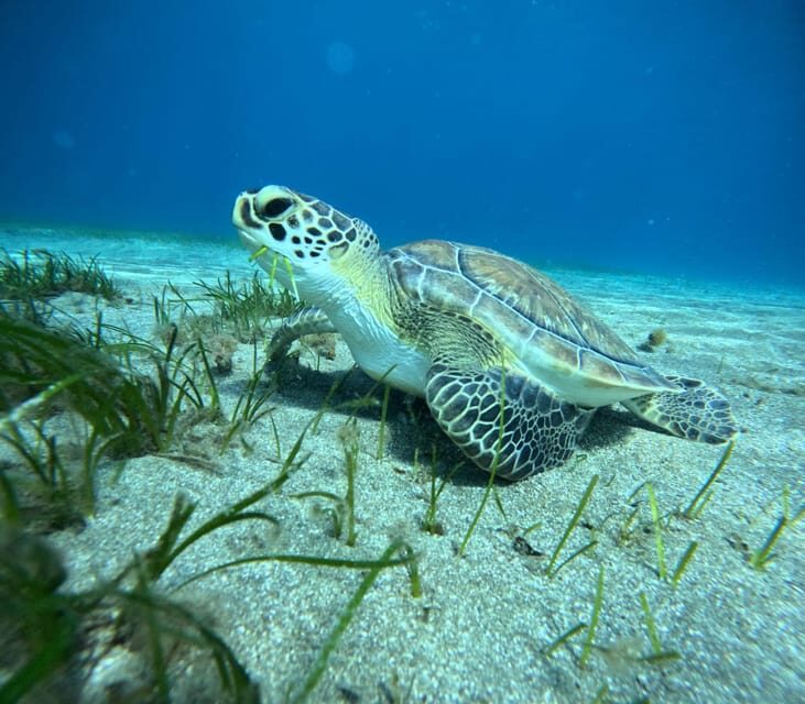 Tenerife: Abades Beach Beginner Diving Experience - The beach break and the bonus snorkeling time