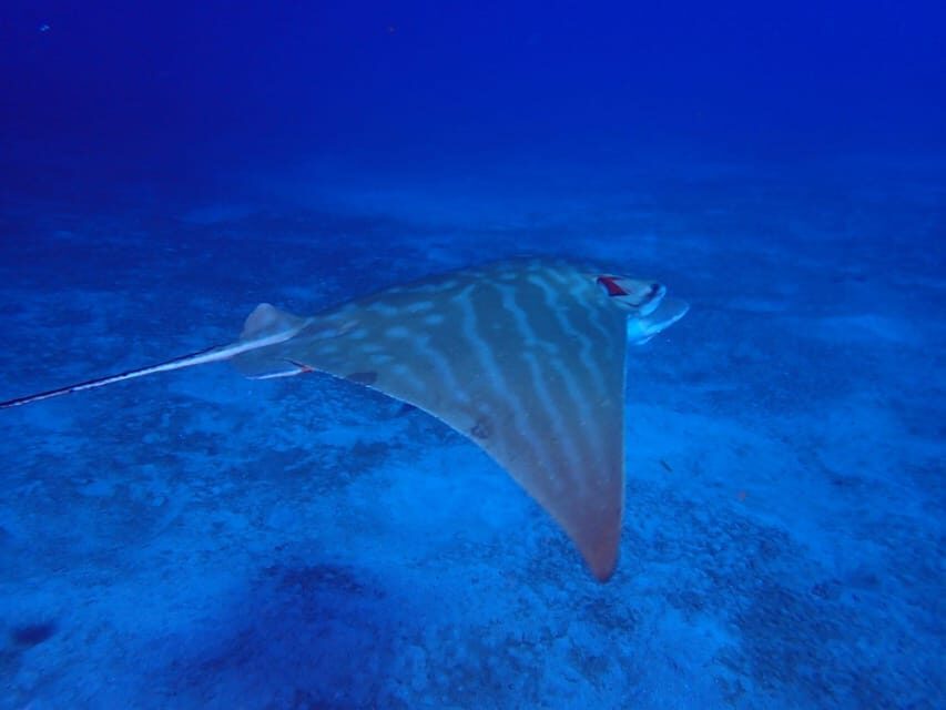 Tenerife: Abades Beach Beginner Diving Experience - Price and value: why $100 can make sense here