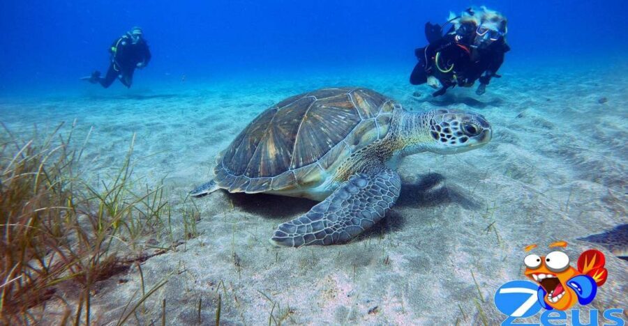 Tenerife: Abades Beach Beginner Diving Experience - The 3-hour schedule: what happens from pickup to beach time