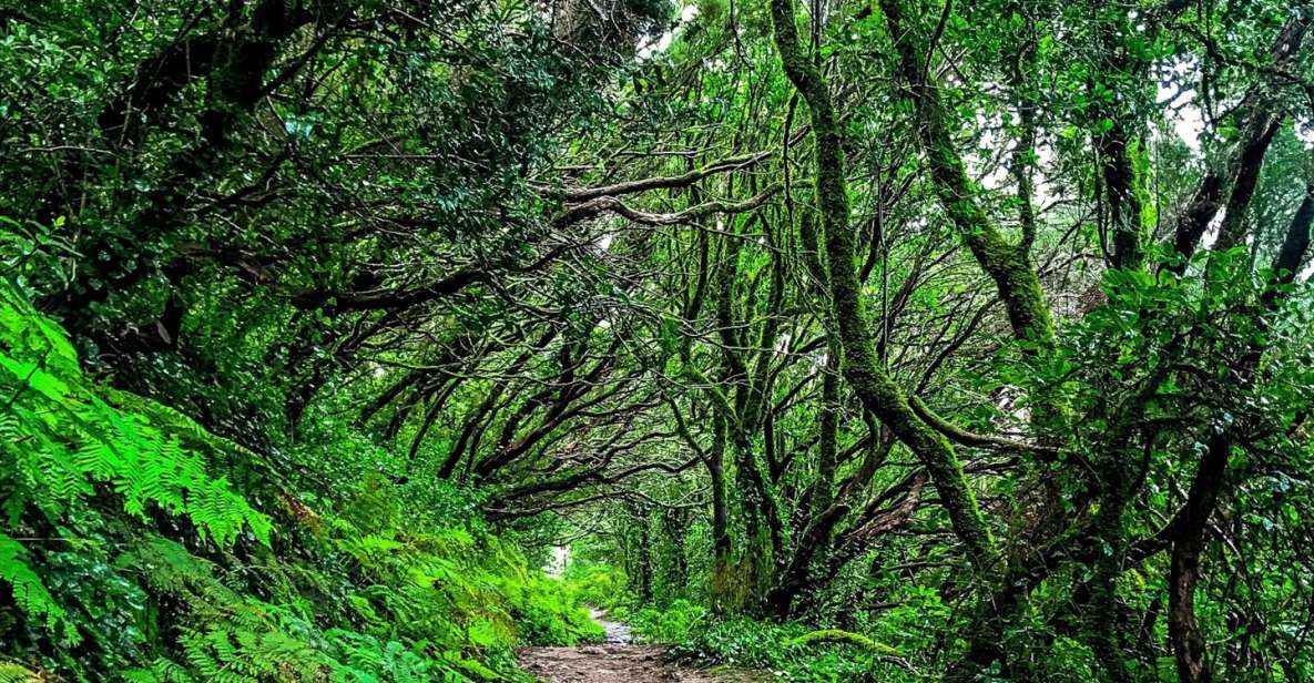 Tenerife: Anaga Rural Park Private Tour - Lunch and free time: plan for a real break