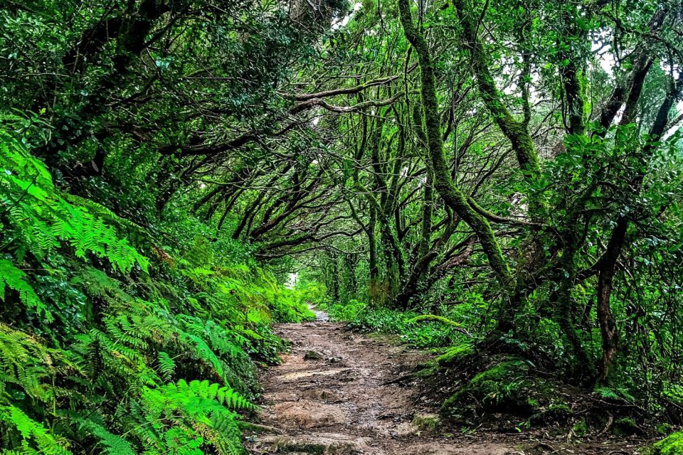 Tenerife: Anaga Rural Park Private Tour - The 550-meter cliff viewpoint and the mountain air moment
