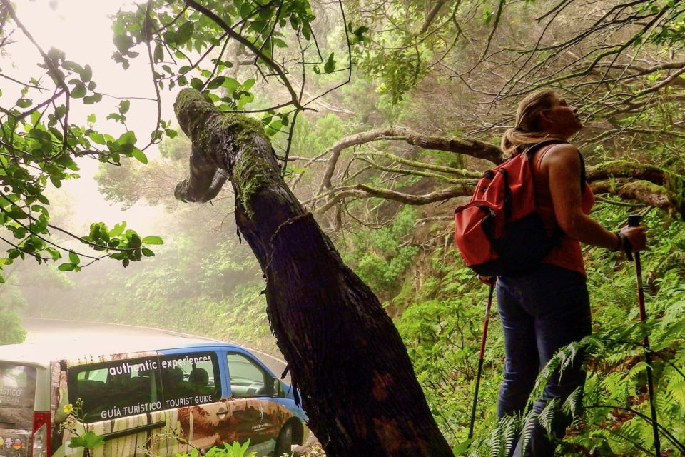 Tenerife: Anaga Rural Park Private Tour - Why Anaga Rural Park feels like a different Tenerife