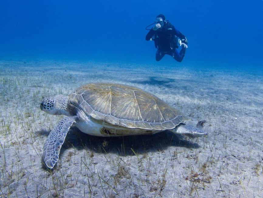 Tenerife: Beginner Scuba Diving Experience with Pickup - Key things I’d focus on before you go