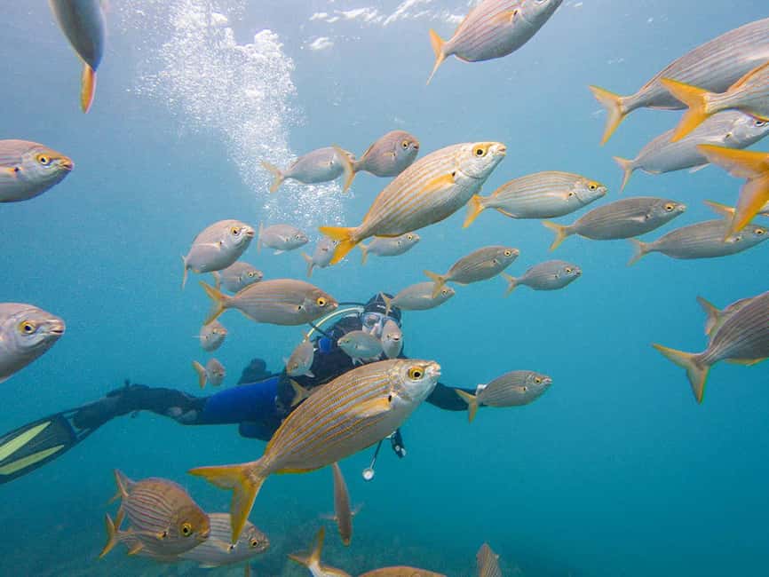 Tenerife: Beginner Scuba Diving Experience with Pickup - Who This Fits Best in Real Life (and Who Should Skip It)