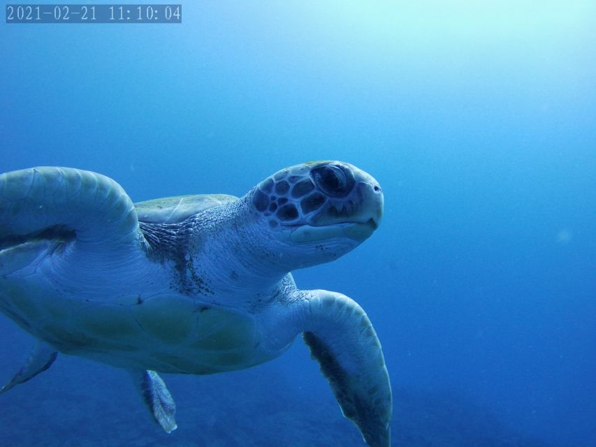 Tenerife: Beginner's Dive at a Spot with Turtle Sightings - What you can realistically see: turtles, rays, eels, and more