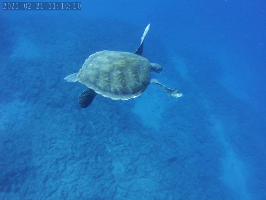 Tenerife: Beginner's Dive at a Spot with Turtle Sightings - Price and value: the $82 question