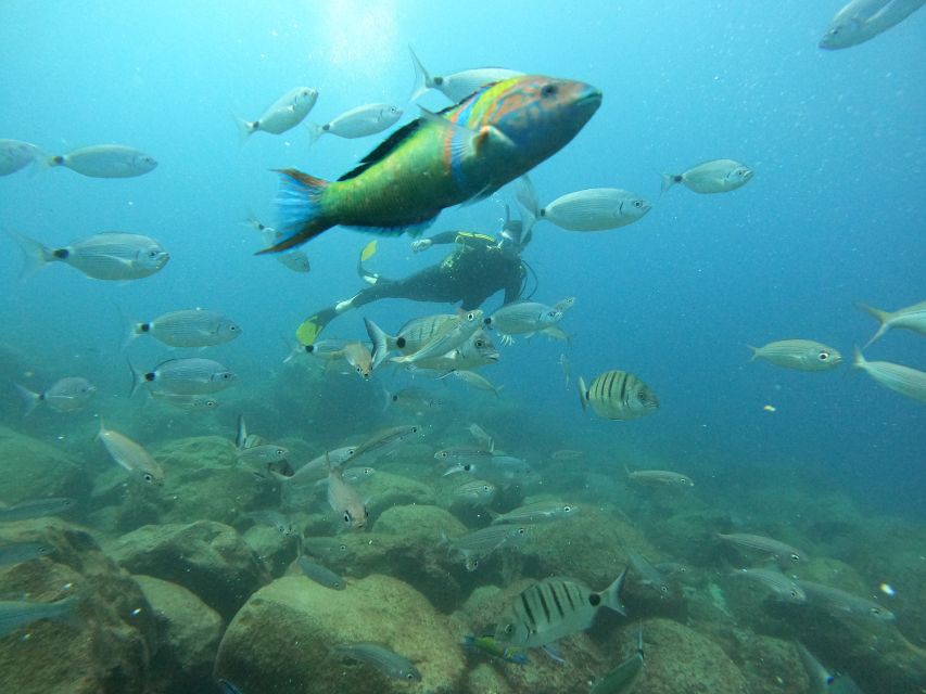 Tenerife: Beginners Scuba Dive Experience in Turtle Area - Boat return and the Tenerife coastline payoff