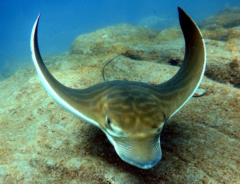 Tenerife: Beginners Scuba Dive Experience in Turtle Area - Price and value: is $85 a good deal for a beginner?