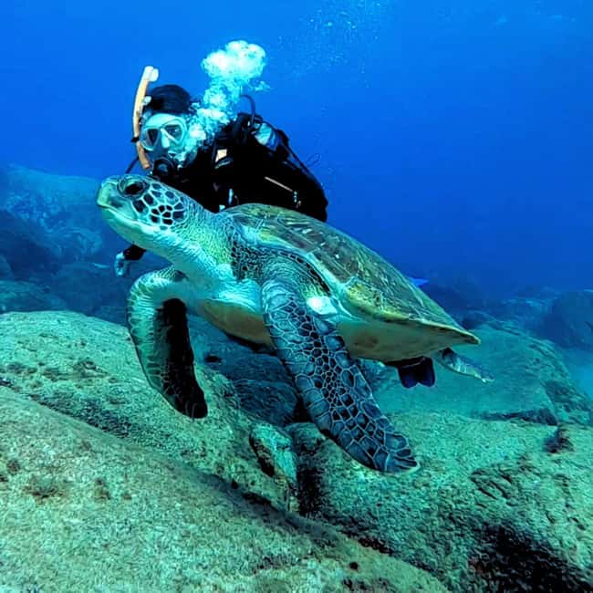 Tenerife: Beginners Scuba Dive Experience in Turtle Area - The 30-minute safety briefing that sets the tone