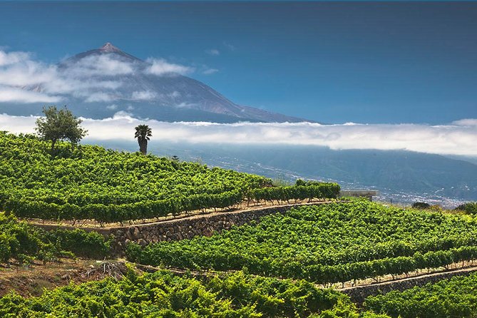 Tenerife Bodegas Monje Winery Tour with Wine and Cheese Tasting - English tours on weekends: timing you should actually plan around