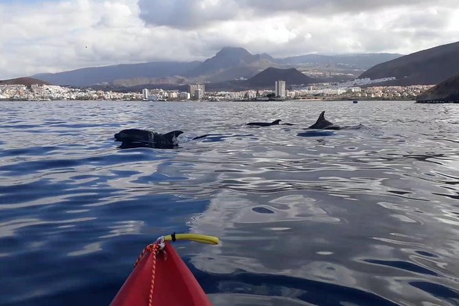 Tenerife by Kayak Adventure in small group - A Tight 2.5-Hour Plan That Combines Two Water Activities