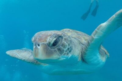 Tenerife by Kayak Adventure in small group - The Small-Group Advantage: Safety and Attention