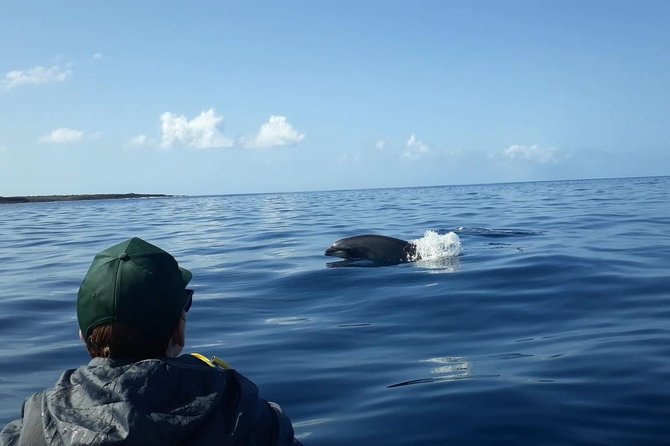 Tenerife by Kayak Adventure in small group - Stop-by-Stop: What Each Part Feels Like