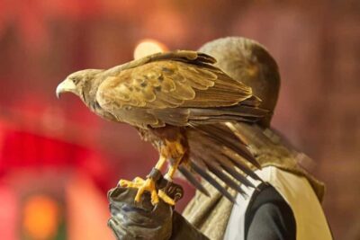 Tenerife: Castillo San Miguel Medieval Show with Dinner - The evening schedule: doors open at 18:30, show runs 19:30–21:30