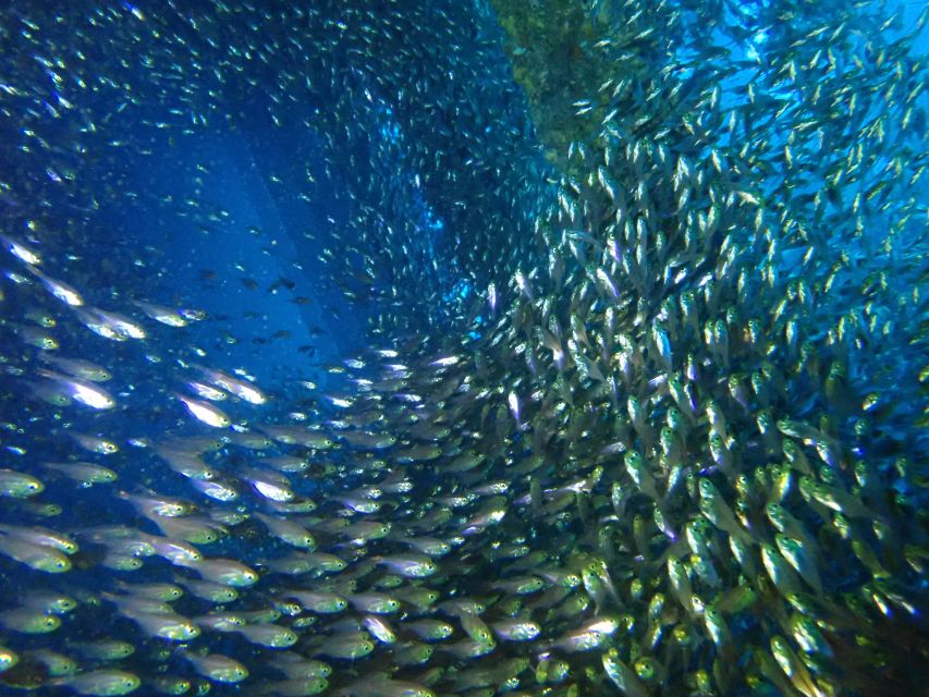 Tenerife: Costa Adeje Private Diving Lesson Experience - Price and Value: Is $79 a Good Deal?