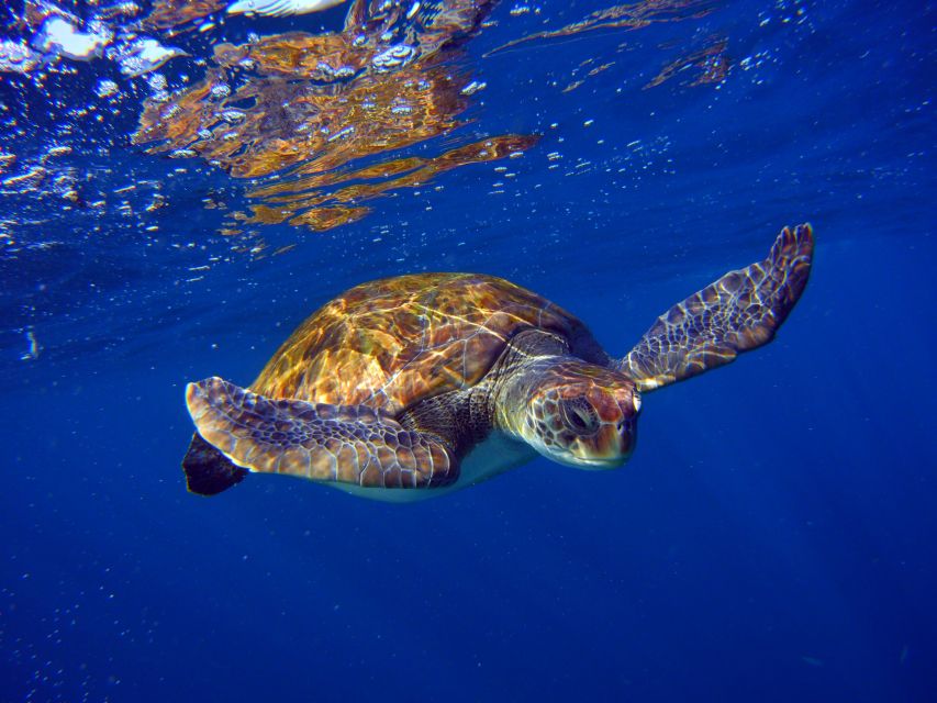 Tenerife: Discover Scuba Diving with Free Photos - What to bring (and what not to overpack)