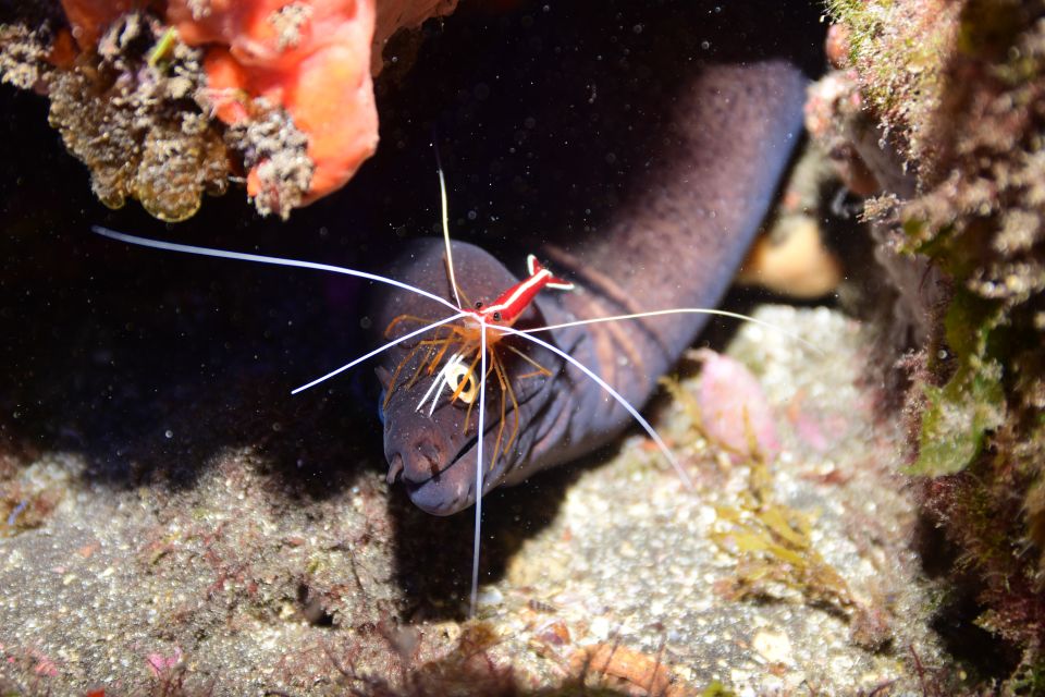 Tenerife: Discover Scuba Diving with Free Photos - Price and value: what $105 covers (and why it’s fair)