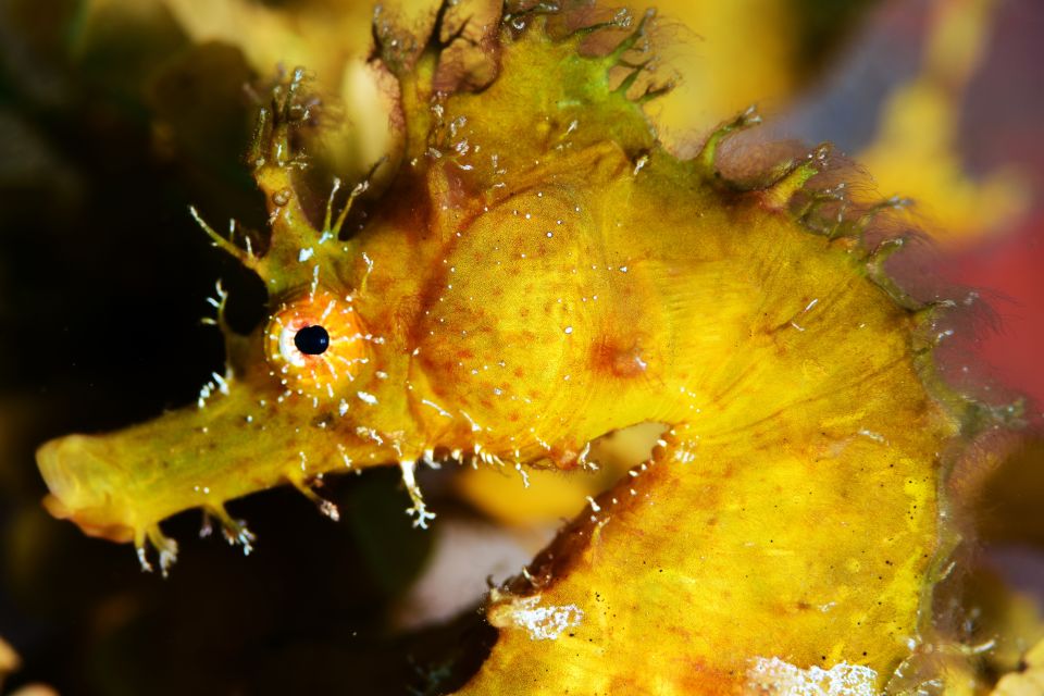Tenerife: Discover Scuba Diving with Free Photos - Safety and support: what you should expect from the team