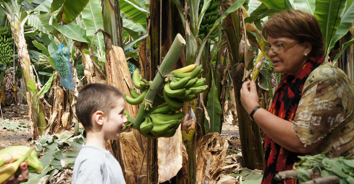 Tenerife: Finca Las Margaritas Banana Plantation Experience - Key Highlights Worth Your Time