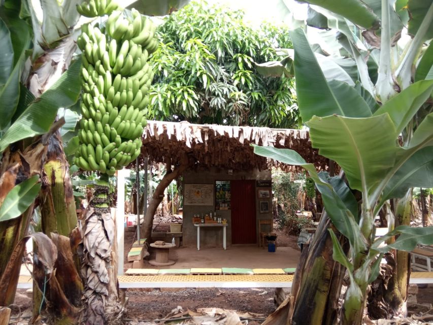 Tenerife: Finca Las Margaritas Banana Plantation Experience - Entering Las Margaritas: your choices start at the main entrance