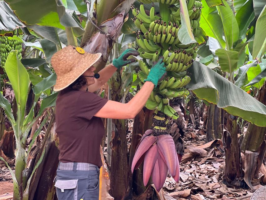 Tenerife: Finca Las Margaritas Banana Plantation Experience - Gofio and the guided tour demo: why this food stop matters