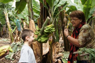 Tenerife: Finca Las Margaritas Banana Plantation Experience - The banana plantation walk: what you notice when you know what to look for
