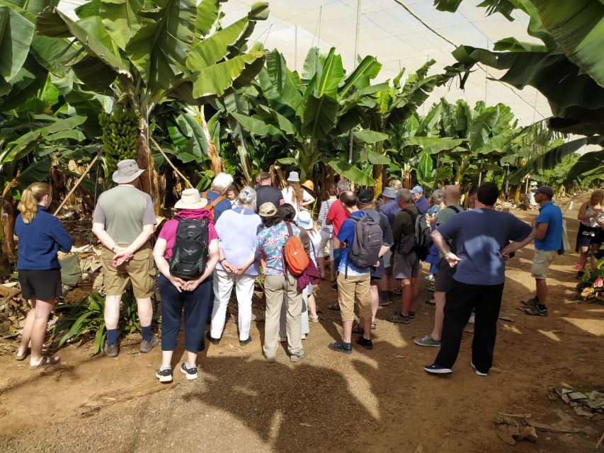 Tenerife: Finca Las Margaritas Banana Plantation Experience - El Cuartito tastings: bananas, gofio products, and what to try first