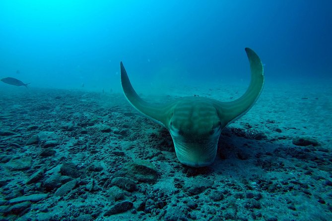 Tenerife First Time Scuba Dive – Turtle Habitat, Small Groups - Meeting at the PADI 5-Star Center in Costa Adeje