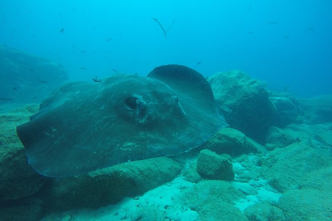 Tenerife First Time Scuba Dive – Turtle Habitat, Small Groups - Your First Underwater Session (25 to 30 Minutes at 7 Meters)