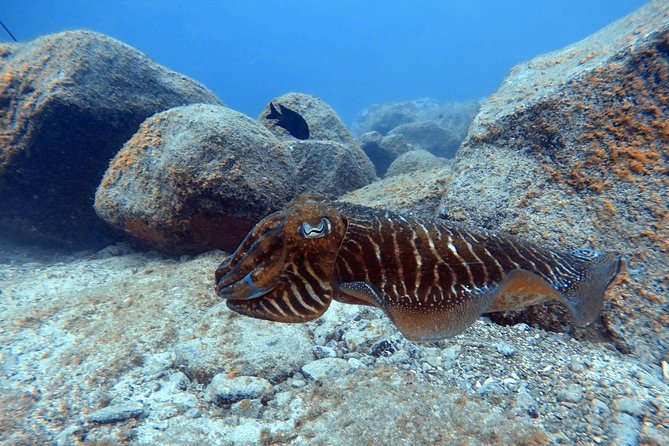 Tenerife First Time Scuba Dive – Turtle Habitat, Small Groups - Marine Life You Might Spot Around Tenerife’s Coastal Waters