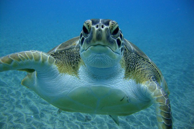Tenerife First Time Scuba Dive – Turtle Habitat, Small Groups - How This Works for Beginners, Couples, and Families