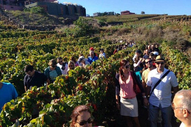 Tenerife Gastronomy Tour with Two Winery Visits and 4-Course Lunch - Getting There From the South: Pickup, Timing, and Road Reality