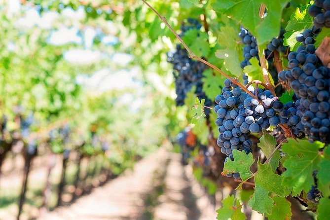 Tenerife Gastronomy Tour with Two Winery Visits and 4-Course Lunch - Casa del Vino de Tenerife: Cheese, Wine, and a Short Film-Plus-Tasting Flow