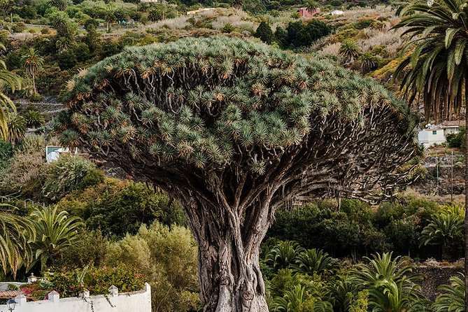 Tenerife Grand Tour: including Teide National Park and Masca - Pickup and timing: the day can go smoothly or get messy
