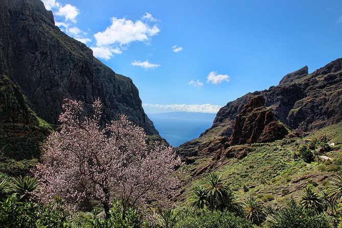 Tenerife Grand Tour: including Teide National Park and Masca - Icod de los Vinos and the Drago Milenario: town-walk time that feels real