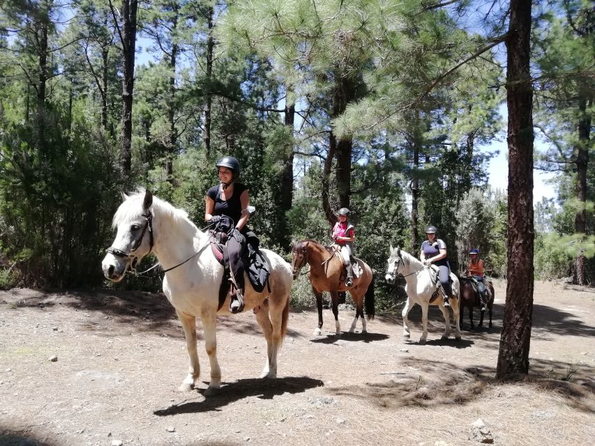 Tenerife: Guided Horseback Riding Tour to the Lomo Forest - Price and value: why $51 can actually feel fair here